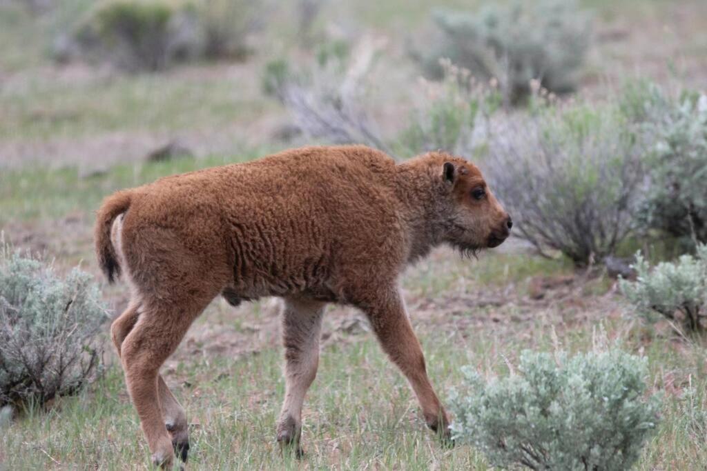 Bison Lodge - Lg Home - 2 Bedrooms - Less Than 5 Miles To Yellowstone North Entrance, Sleeps Up To 8 Gardiner Exterior foto